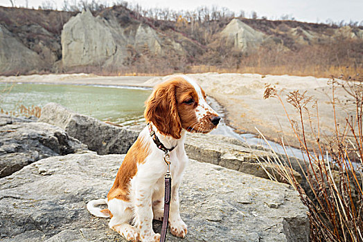 史宾格犬,小狗,公园,斯卡伯勒,安大略省,加拿大