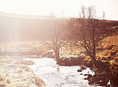 日光,河,秃树,苏格兰,英国