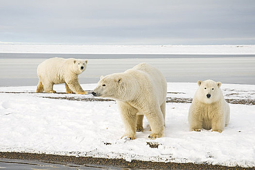 北极熊,母熊,一对,幼兽,走,觅食,冰冻,向上,岛屿,区域,北极圈,国家野生动植物保护区,阿拉斯加