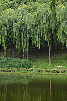 水边的柳树