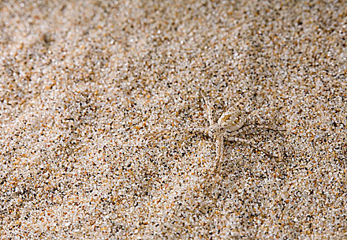蟹蛛,保护色,沙子,沙,英格兰