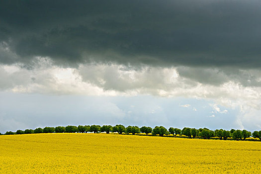 暗色,云,上方,油菜籽,地点,排,树,梅克伦堡前波莫瑞州,德国,欧洲