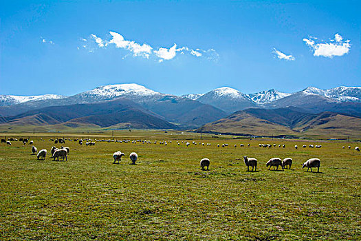 高原雪山草地上上悠闲的羊群