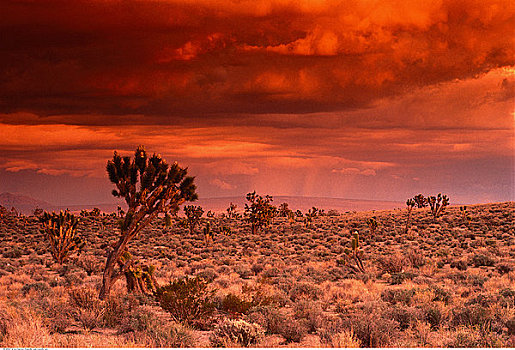 约书亚树,日落,东方,莫哈维沙漠,加利福尼亚,美国