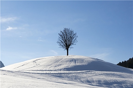 树,冬天
