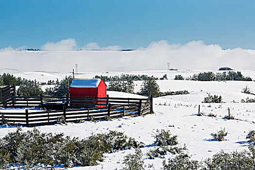 积雪,红色,脱落,木篱,雪中,遮盖,地点,雾,蓝天,艾伯塔省,加拿大