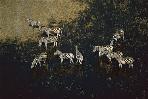 白氏斑马,斑马,牧群,奥卡万戈三角洲,博茨瓦纳