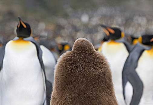 帝企鹅,幼禽,成年,金色,港口,南乔治亚,南极