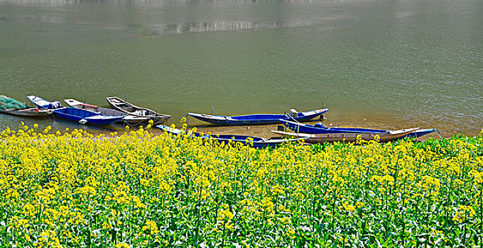 油菜花