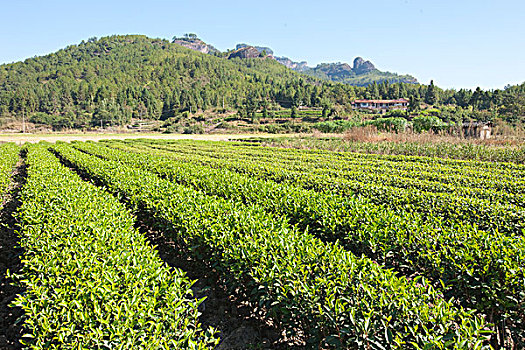 茶园,星,乡村,武夷山,山,福建,中国