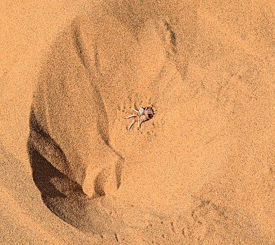 轮子,蜘蛛,沙漠,沙子