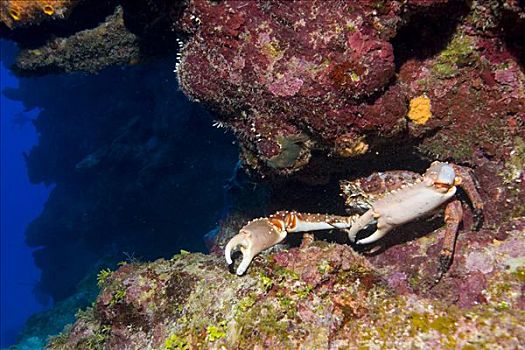 螃蟹,洪都拉斯,中美洲