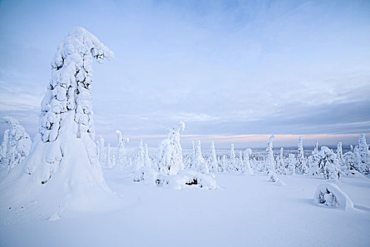 积雪,云杉,国家公园,芬兰,欧洲