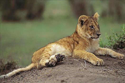 狮子,幼兽,猫科动物,哺乳动物,马赛马拉,肯尼亚,非洲,动物