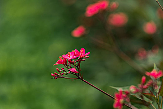 公园里盛开的琴叶珊瑚花