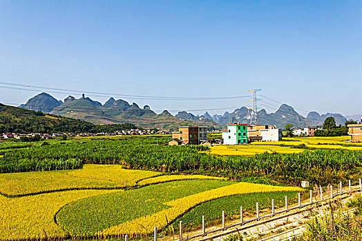 秋季成熟的稻田田园村庄景观背景