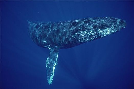 驼背鲸,大翅鲸属,鲸鱼,特写,水下,毛伊岛,夏威夷,提示,照相