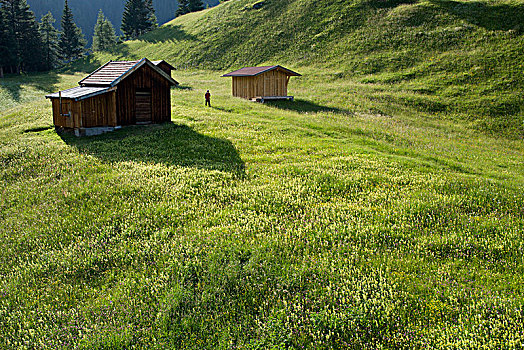远足,场景,高山牧场,阿尔卑斯山,提洛尔,奥地利