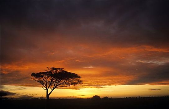 伞,刺槐,日落,肯尼亚,非洲