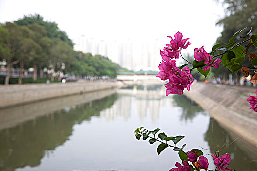 叶子花属,市场,香港