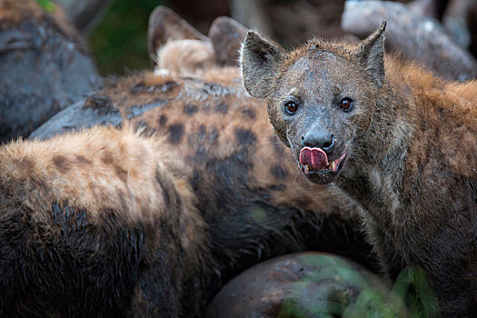 斑鬣狗,嘴唇,警惕,伸出舌头,毛皮,泥,群,鬣狗,背景
