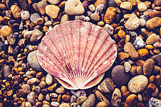 壳,海滩,围绕,鹅卵石