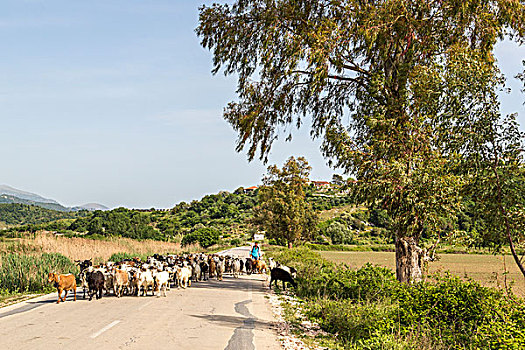 牧群,绵羊,乡间小路,阿尔巴尼亚,欧洲