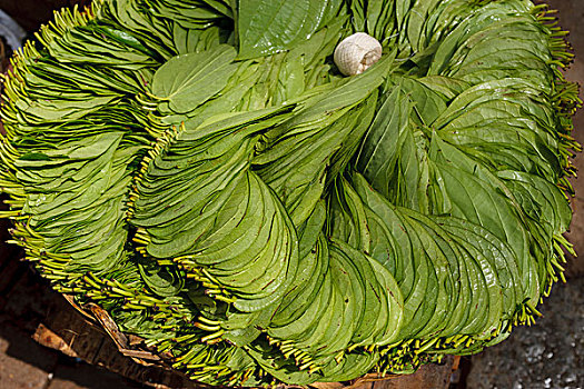 绿色植物,销售,南印度