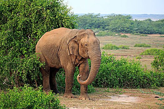 斯里兰卡人,大象,象属,雄性,觅食,国家公园,斯里兰卡,亚洲