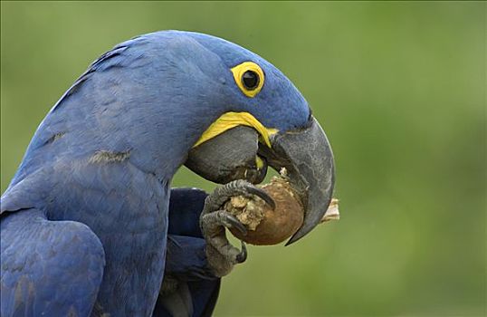 紫蓝金刚鹦鹉,栖息地,吃,巴西