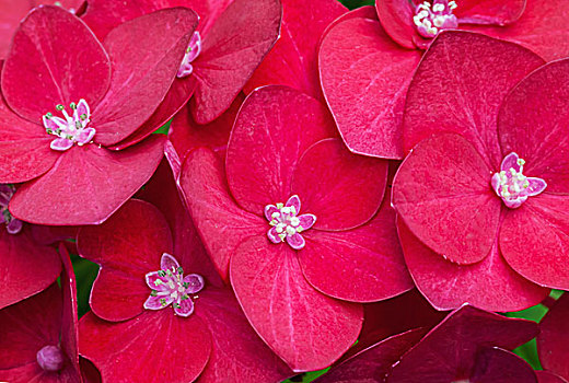 特写,鲜明,红色,八仙花属,花