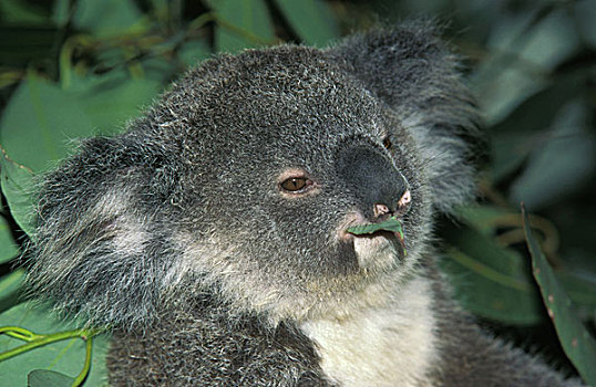 树袋熊,成年,吃,叶子,桉树,澳大利亚