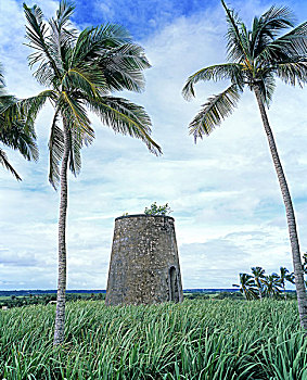 棕榈树,遗址,风车,瓜德罗普,法国,西印度群岛