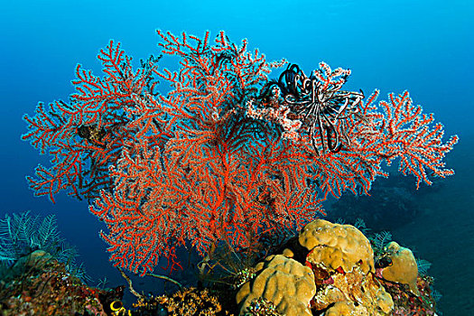 软珊瑚,珊瑚,翎毛,星,珊瑚礁,巴厘岛,岛屿,小巽他群岛,海洋,印度尼西亚,印度洋,亚洲