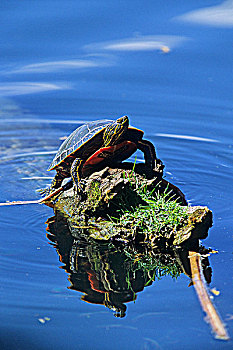 西部,锦龟,不列颠哥伦比亚省,加拿大