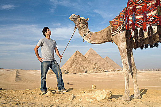 一个,男人,骆驼,金字塔,背景,开罗,埃及,非洲