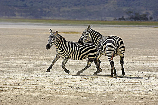 斑马,格氏斑马,成年,纳库鲁湖,公园,肯尼亚
