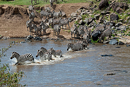 肯尼亚,水,生活,马拉河,探险,马赛马拉国家保护区,三角形,野生动物,角马,斑马,穿过
