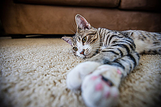 猫,躺着,地毯,家