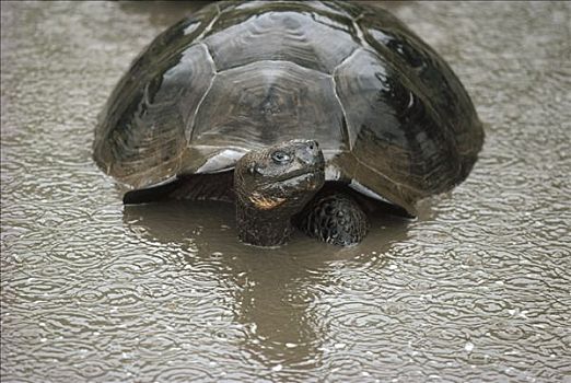 加拉帕戈斯巨龟,加拉帕戈斯象龟,打滚,清新,水池,下雨,季节,倾盆大雨,阿尔斯多火山,伊莎贝拉岛,加拉帕戈斯群岛,厄瓜多尔