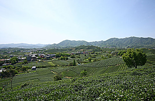 杭州龙坞茶镇茶园