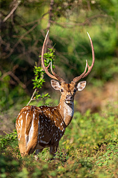 斯里兰卡从林里的野生梅花鹿