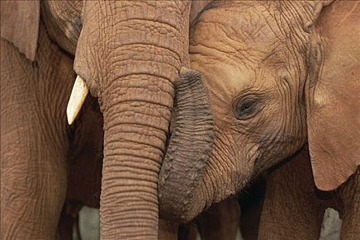 非洲象,东察沃国家公园,肯尼亚