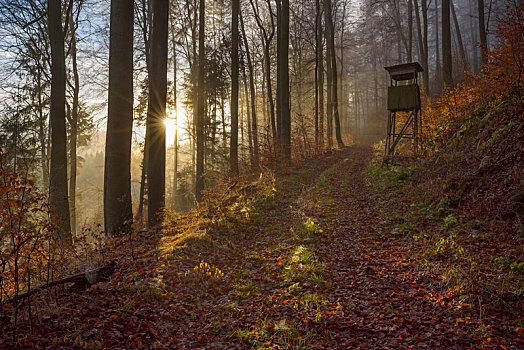 林中小径,猎捕,日出,奥登瓦尔德,巴登符腾堡,德国