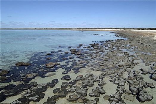 海滩,水池,海洋,自然保护区,鲨鱼湾,西部,澳大利亚