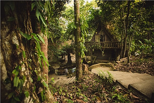 丛林,泰国