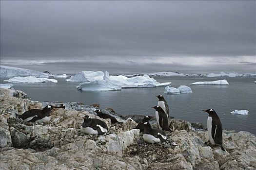 巴布亚企鹅,高,地面,岛屿,南极半岛,南极
