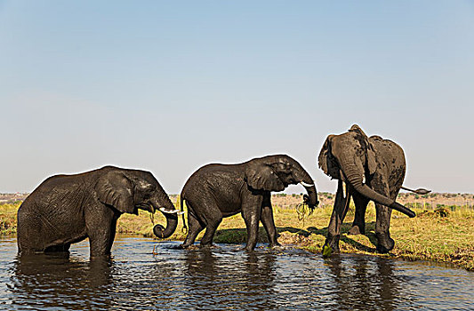 非洲象,两个,母牛,左边,问候,雄性动物,堤岸,乔贝,河,乔贝国家公园,博茨瓦纳,非洲