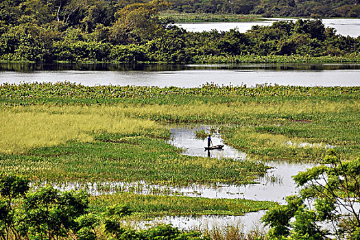 湿地,风景,潘塔纳尔,巴拉圭,巴西,南美