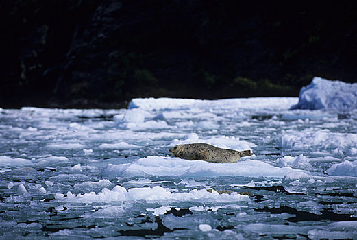 美国,阿拉斯加,靠近,特蕾斯,湾,斑海豹,浮冰
